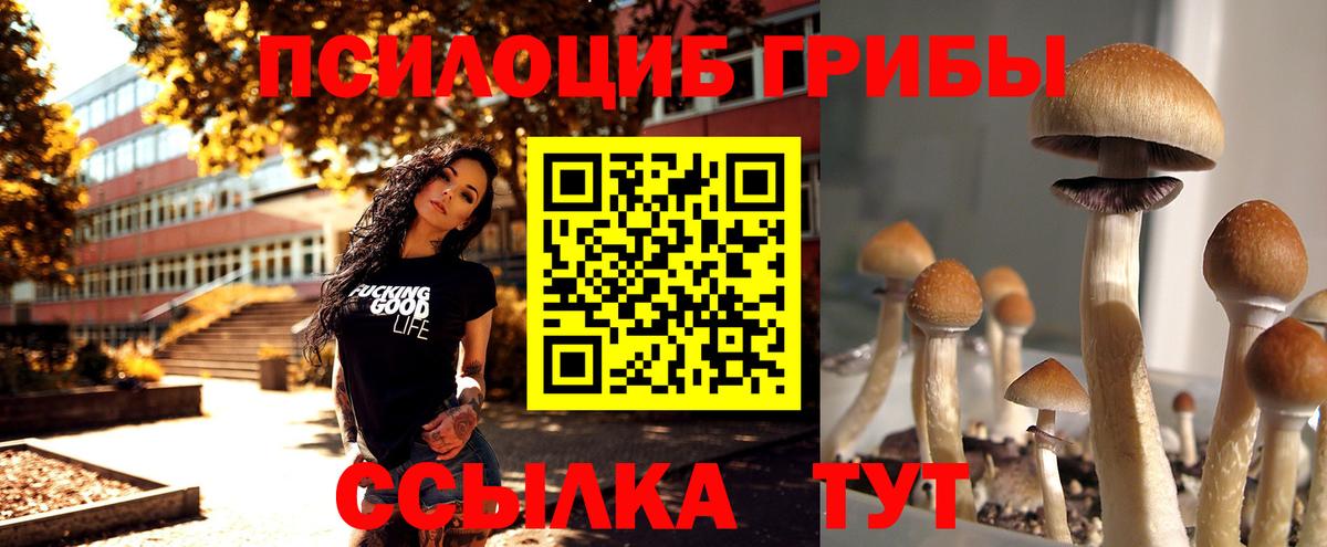 Галлюциногенные грибы Psilocybe Белово